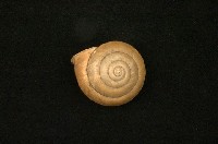 藏品(帶條菱蝸牛)的圖片